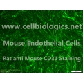 CD1 Mouse Primary Pulmonary Vein Endothelial Cells